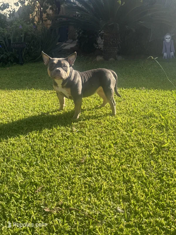 Mia  – American Bully puppy for sale in Bakersfield, CA