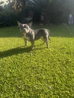 Mia , a female American Bully for sale in Bakersfield, CA – 1 of 9