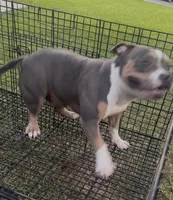 Mia, a female American Bully for sale in Bakersfield, CA – 5 of 9