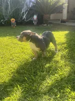 Ava , a female American Bully for sale in Bakersfield, CA – 4 of 8