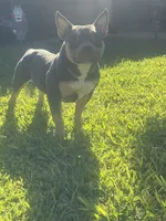 Mia , a female American Bully for sale in Bakersfield, CA – 6 of 9