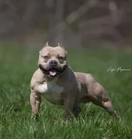 Molly , a female American Bully for sale in Bakersfield, CA – Photo 5 of 9