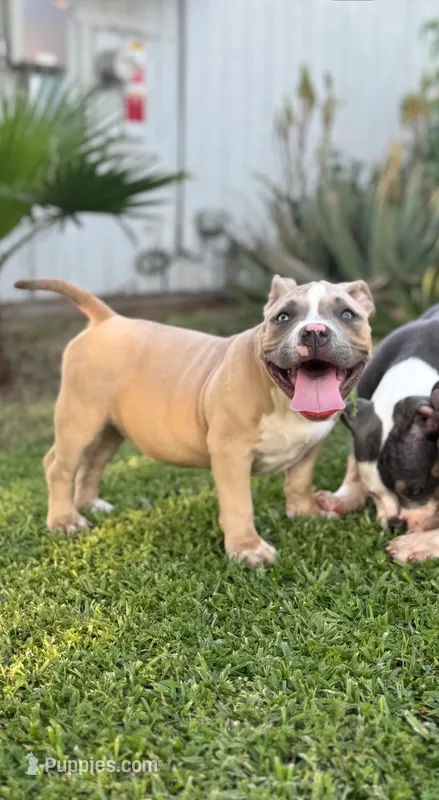 Molly  – American Bully puppy for sale in Bakersfield, CA
