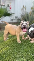 Molly , a female American Bully for sale in Bakersfield, CA – Photo 1 of 9