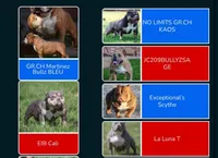 Molly , a female American Bully for sale in Bakersfield, CA – Photo 8 of 9