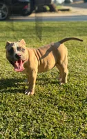 Molly , a female American Bully for sale in Bakersfield, CA – Photo 4 of 9