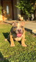 Molly , a female American Bully for sale in Bakersfield, CA – Photo 2 of 9