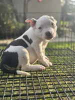 processed/8e652f4d-37c9-49d7-bba0-02c8e300440d/listing/f22801f4-41d4-4bd0-bbb8-1ac1eb6baba0/4d6979ae-4604-40f8-8f51-10429b37af5d