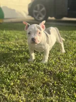 processed/8e652f4d-37c9-49d7-bba0-02c8e300440d/listing/f22801f4-41d4-4bd0-bbb8-1ac1eb6baba0/c5e06216-cfde-4a1d-8eb1-f7208eb14199