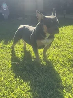 Mia , a female American Bully for sale in Bakersfield, CA – 4 of 9