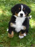 Pearl, a female Bernese Mountain Dog for sale in Longmont, CO – 4 of 5