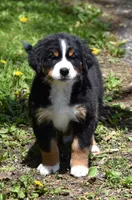 Pearl, a female Bernese Mountain Dog for sale in Longmont, CO – 5 of 5