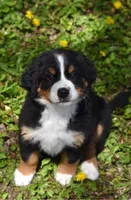 Pearl, a female Bernese Mountain Dog for sale in Longmont, CO – 3 of 5