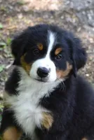 Pearl, a female Bernese Mountain Dog for sale in Longmont, CO – 2 of 5