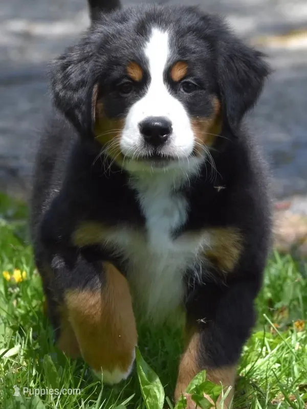 Jade – Bernese Mountain Dog puppy for sale in Longmont, CO