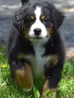 Jade, a female Bernese Mountain Dog for sale in Longmont, CO – 1 of 3
