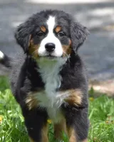 Jade, a female Bernese Mountain Dog for sale in Longmont, CO – 2 of 3