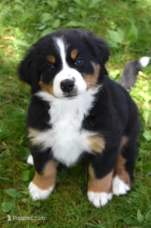 Onyx – Bernese Mountain Dog puppy for sale in Longmont, CO
