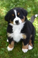 Pearl, a female Bernese Mountain Dog for sale in Longmont, CO – 1 of 5