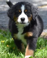 Jade, a female Bernese Mountain Dog for sale in Longmont, CO – 3 of 3