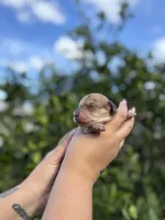 Cookie, a female Miniature Dachshund for sale in Palm Bay, FL – 2 of 8