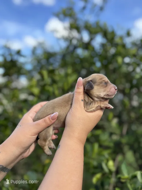 Cookie – Miniature Dachshund puppy for sale in Palm Bay, FL