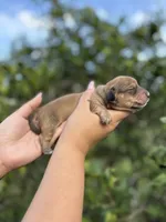 Mochi, a female Miniature Dachshund for sale in Palm Bay, FL – 1 of 3
