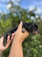 Binx, a male Miniature Dachshund for sale in Palm Bay, FL – 1 of 3