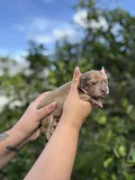 Cookie, a female Miniature Dachshund for sale in Palm Bay, FL – 8 of 8