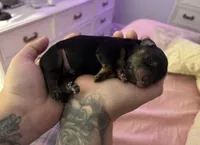 Binx, a male Miniature Dachshund for sale in Palm Bay, FL – 2 of 3