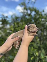 Cookie, a female Miniature Dachshund for sale in Palm Bay, FL – 7 of 8