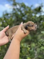 Mochi, a female Miniature Dachshund for sale in Palm Bay, FL – 2 of 3
