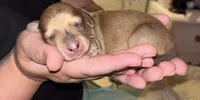 Cookie, a female Miniature Dachshund for sale in Palm Bay, FL – 3 of 8