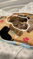 Cookie, a female Miniature Dachshund for sale in Palm Bay, FL – 4 of 8