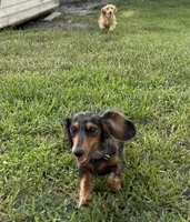 Cookie, a female Miniature Dachshund for sale in Palm Bay, FL – 6 of 8