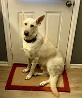 Gunther, a male German Shepherd Dog for sale in Altair, TX – 5 of 7