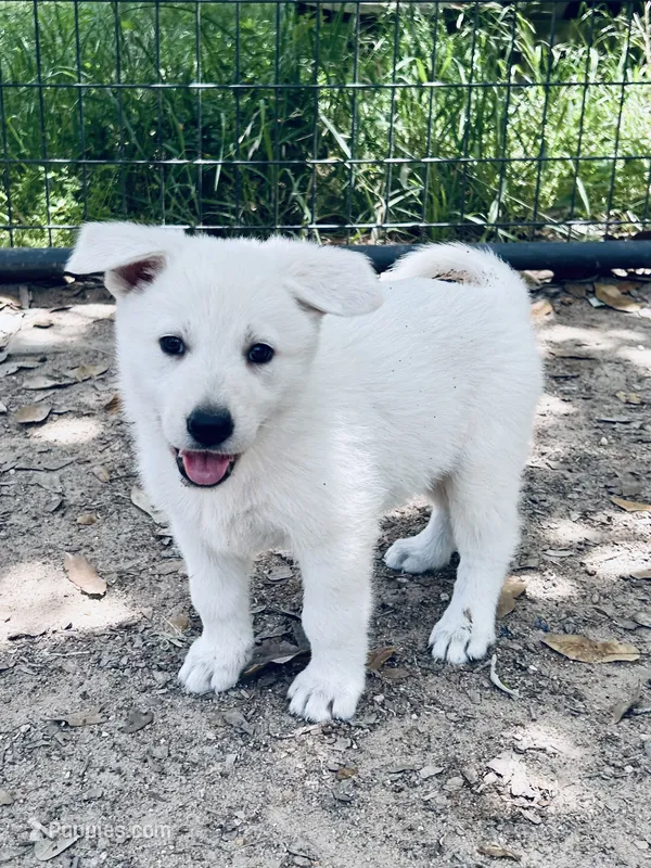 Helga – German Shepherd Dog puppy for sale in Altair, TX