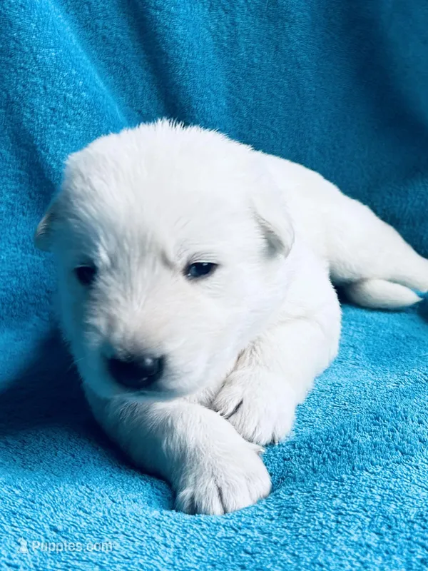 Justin – German Shepherd Dog puppy for sale in Altair, TX