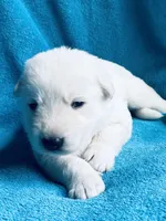 Justin, a female German Shepherd Dog for sale in Altair, TX – Photo 1 of 2