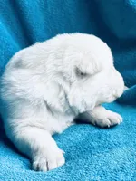 Justin, a female German Shepherd Dog for sale in Altair, TX – Photo 2 of 2