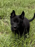 Maverick, a male German Shepherd Dog for sale in Altair, TX – 3 of 6