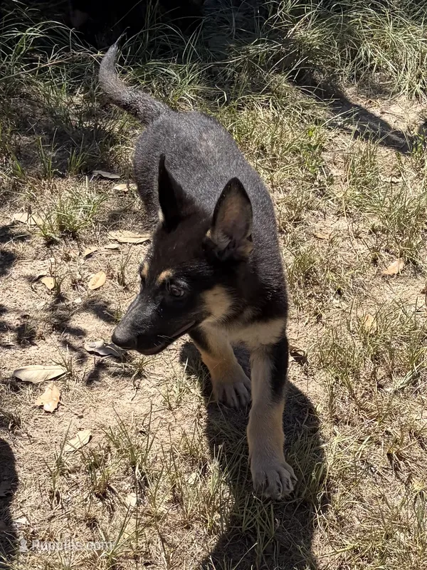 Kaiser – German Shepherd Dog puppy for sale in Altair, TX