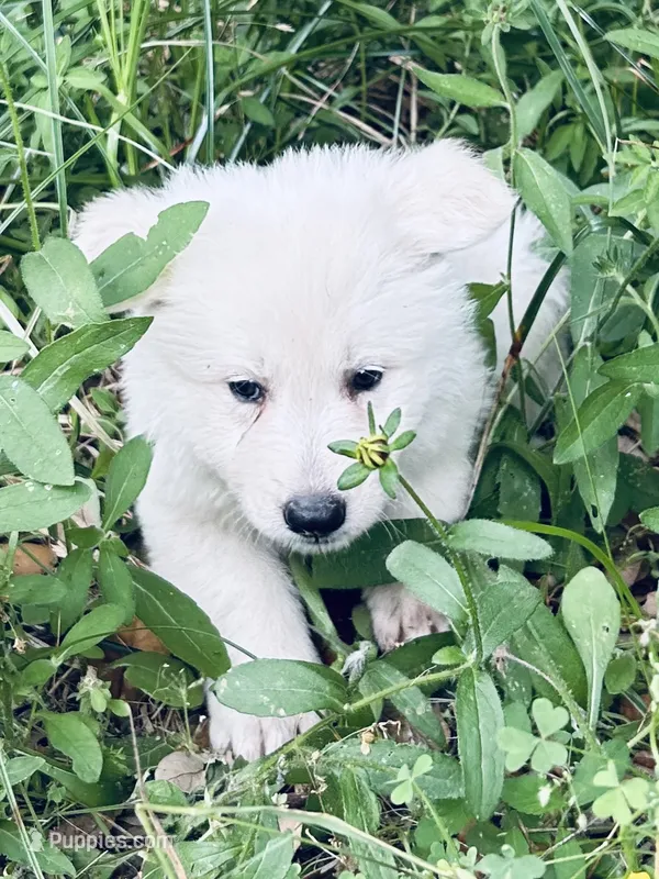 Ajax – German Shepherd Dog puppy for sale in Altair, TX