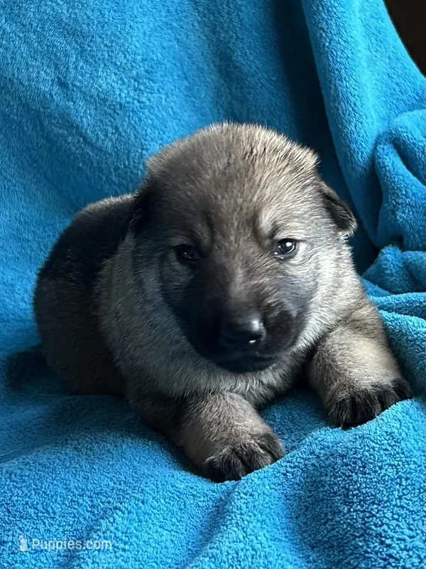 Ruger – German Shepherd Dog puppy for sale in Altair, TX