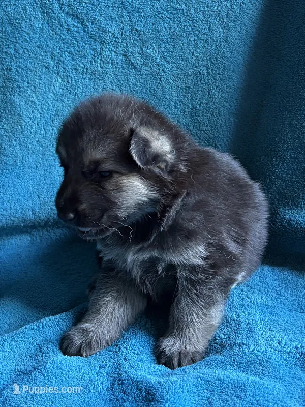 Klaus – German Shepherd Dog puppy for sale in Altair, TX