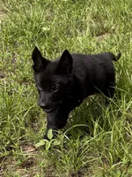 Maverick, a male German Shepherd Dog for sale in Altair, TX – 2 of 6