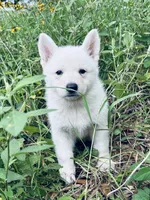 Belle, a female German Shepherd Dog for sale in Altair, TX – 2 of 5