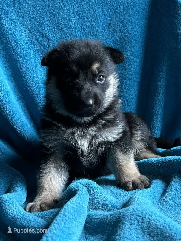 Justice – German Shepherd Dog puppy for sale in Altair, TX