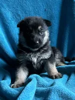 Justice, a male German Shepherd Dog for sale in Altair, TX – 1 of 2