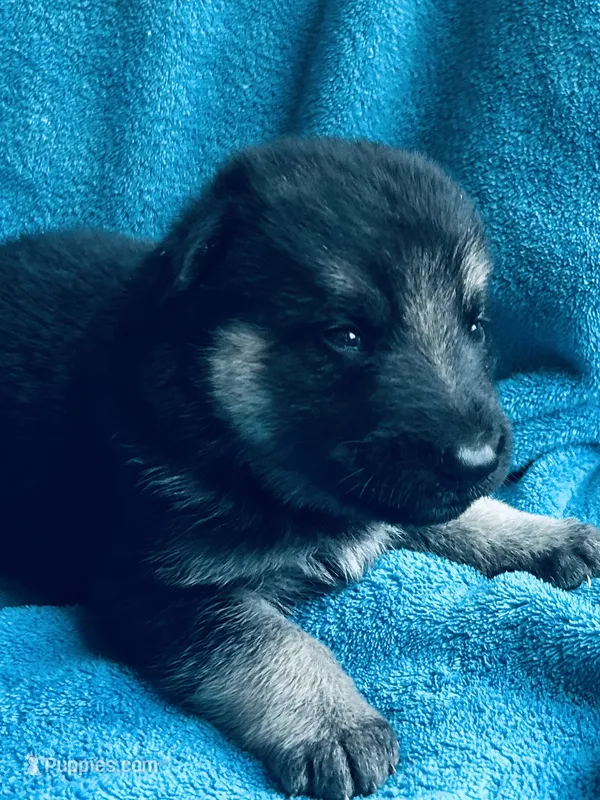 Lance – German Shepherd Dog puppy for sale in Altair, TX